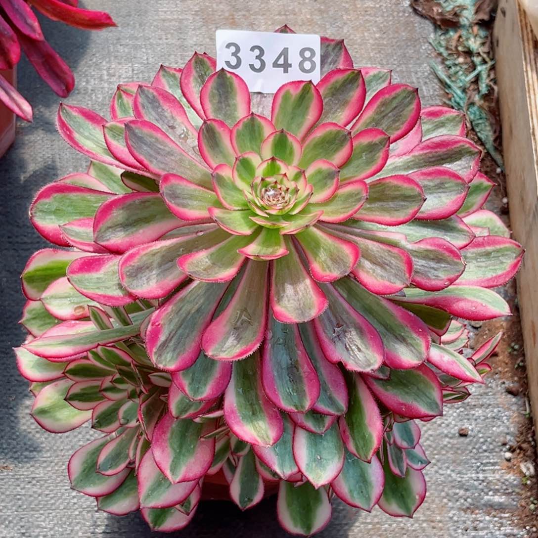 白月光捧花多肉发货