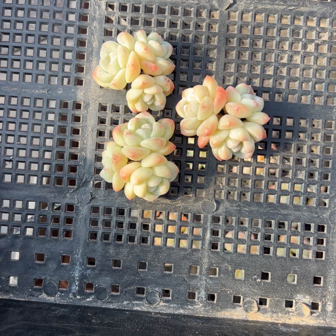 三个冰玉三头0000000