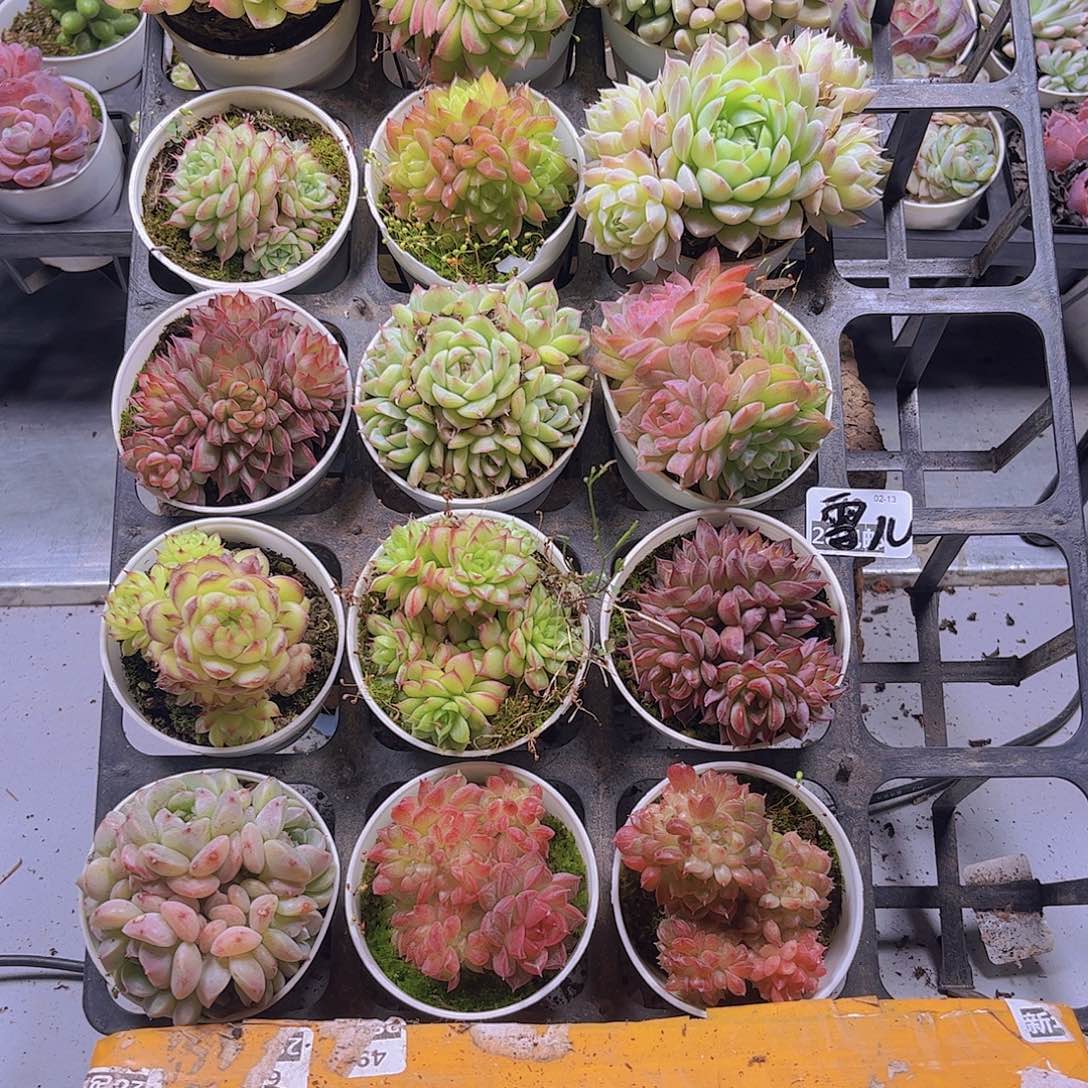 雪*多肉组合一筐15颗