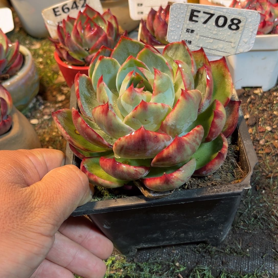 惊鸿一瞥708号多肉