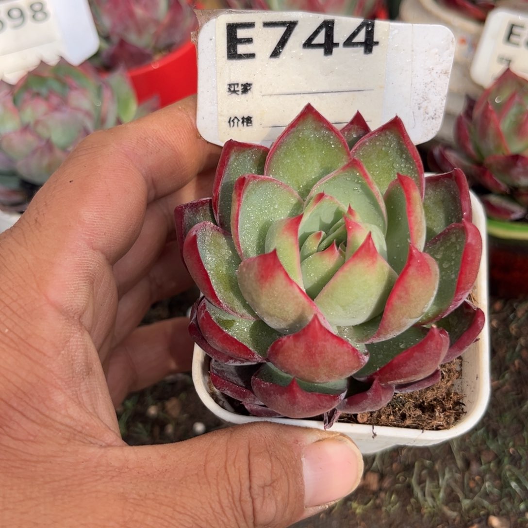 惊鸿一瞥744号多肉