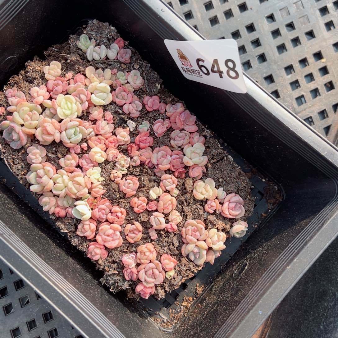 多肉植物多肉植物