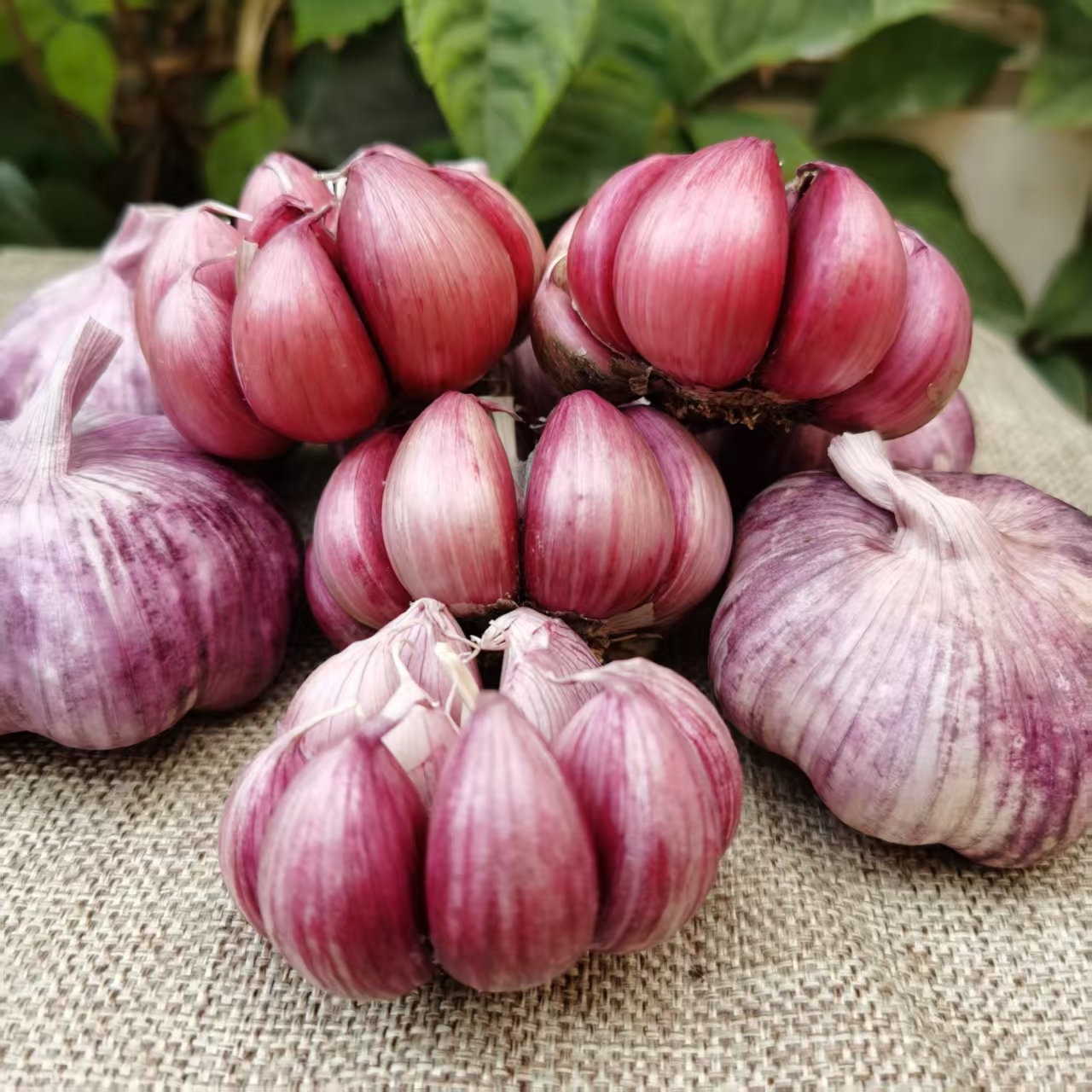 新干蒜 紫皮多瓣大蒜 香辣十足农家自种农产品