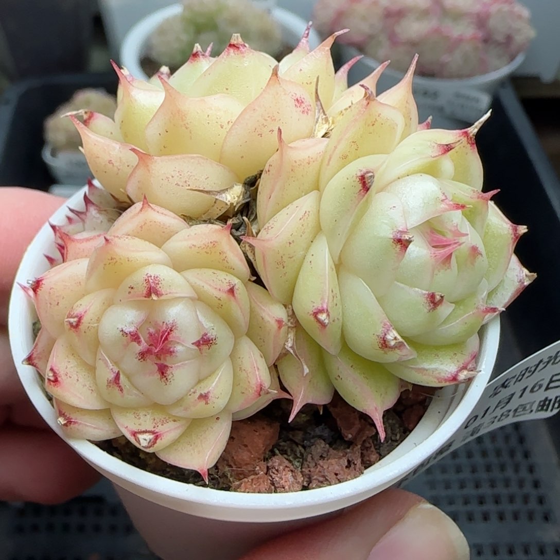 0116-197麦秆包子