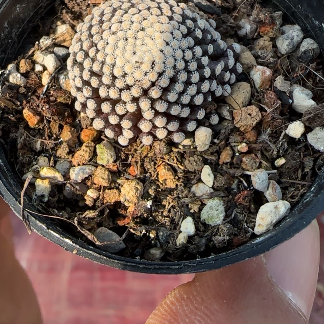 无花朵萝卜根松针273