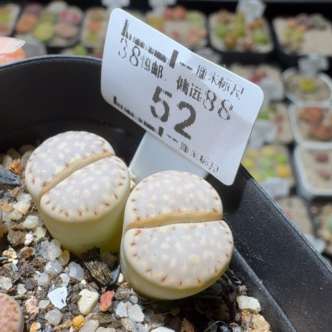 Ssss好货也福利便宜52