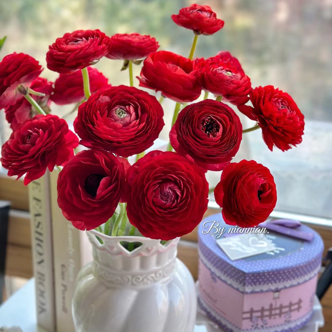 京东顺丰包邮，A级1把红色洋牡丹，同品质买贵包退，一单也包邮