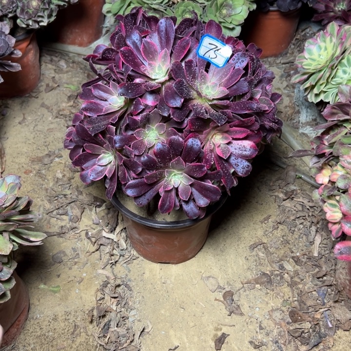 多肉植物金丝法师75