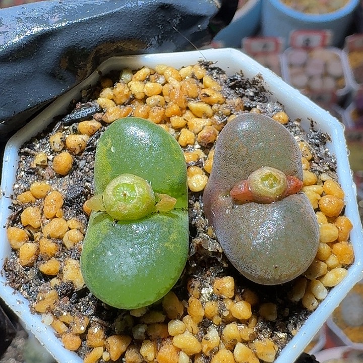 生石花2:：。在。 28号