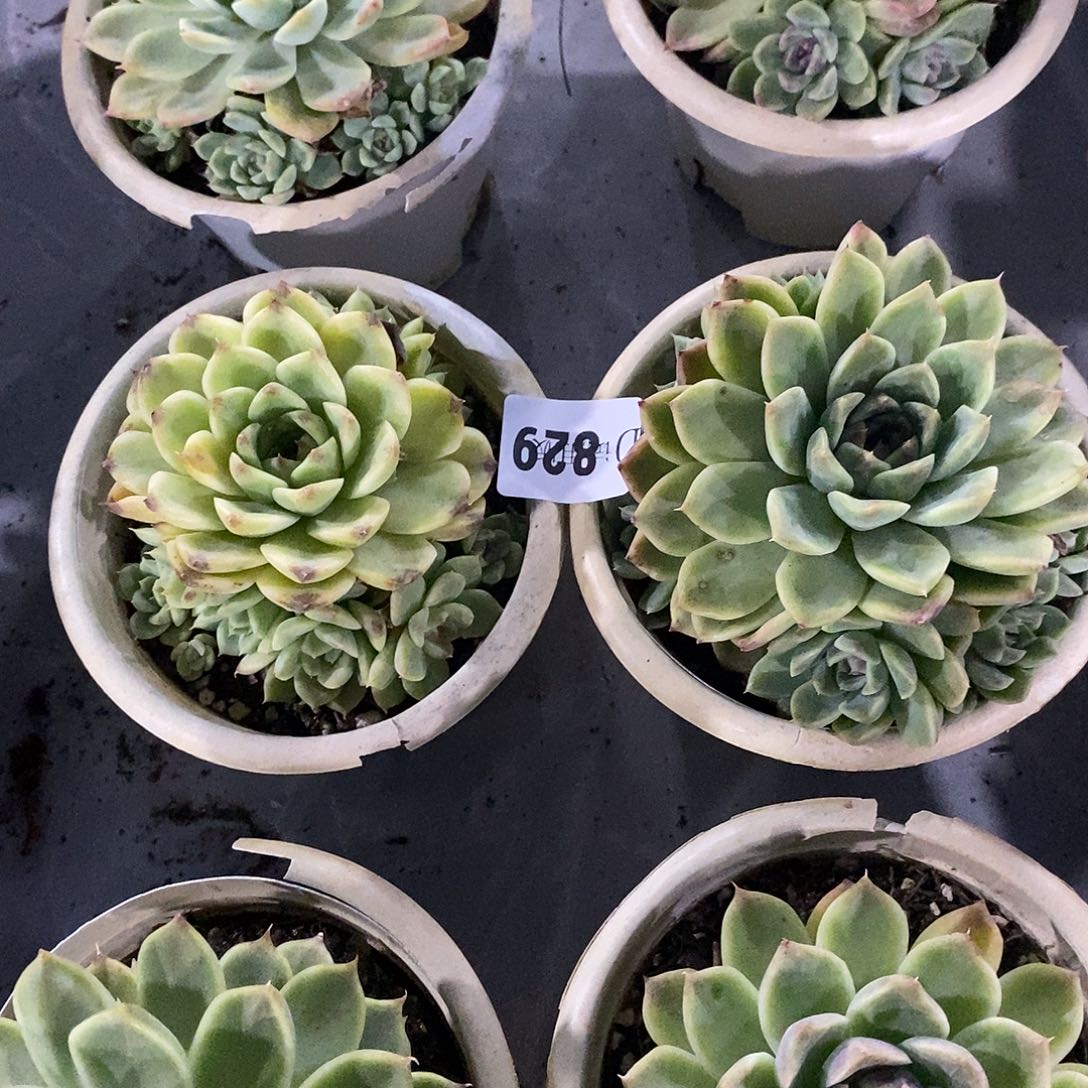 薯***乐829紫霞仙子多肉植物2颗