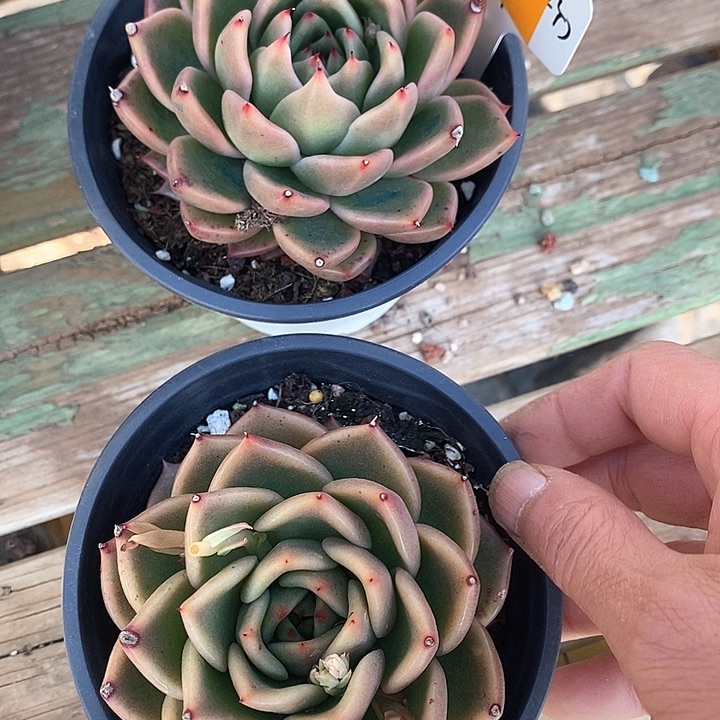 505———直播福利多肉