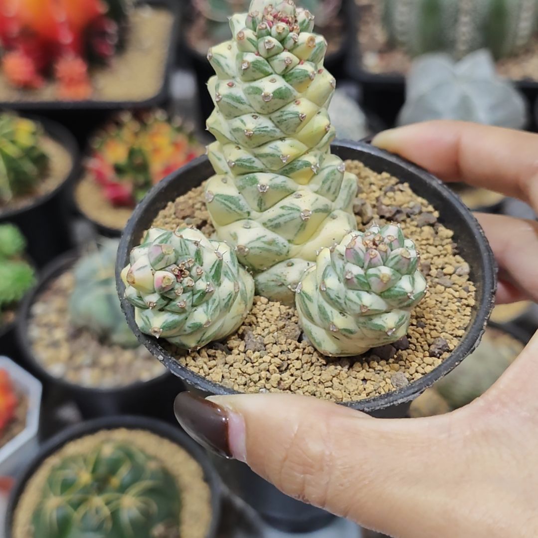 白将军阁锦三头自根