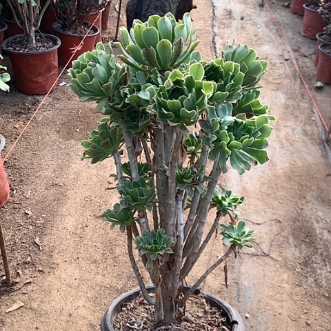 原始绿多肉植物法师1号