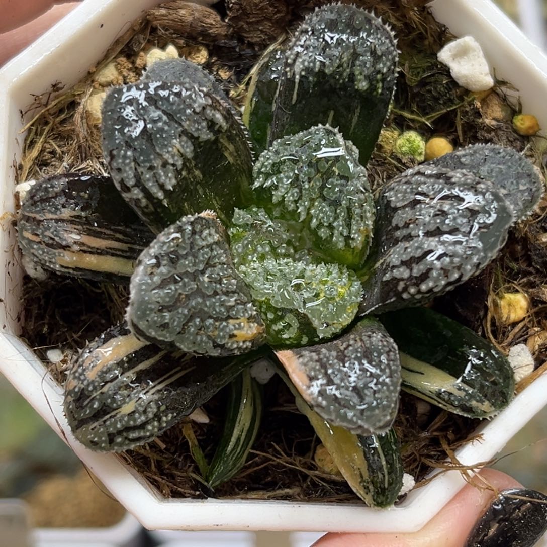 17摩多寿锦福利专场