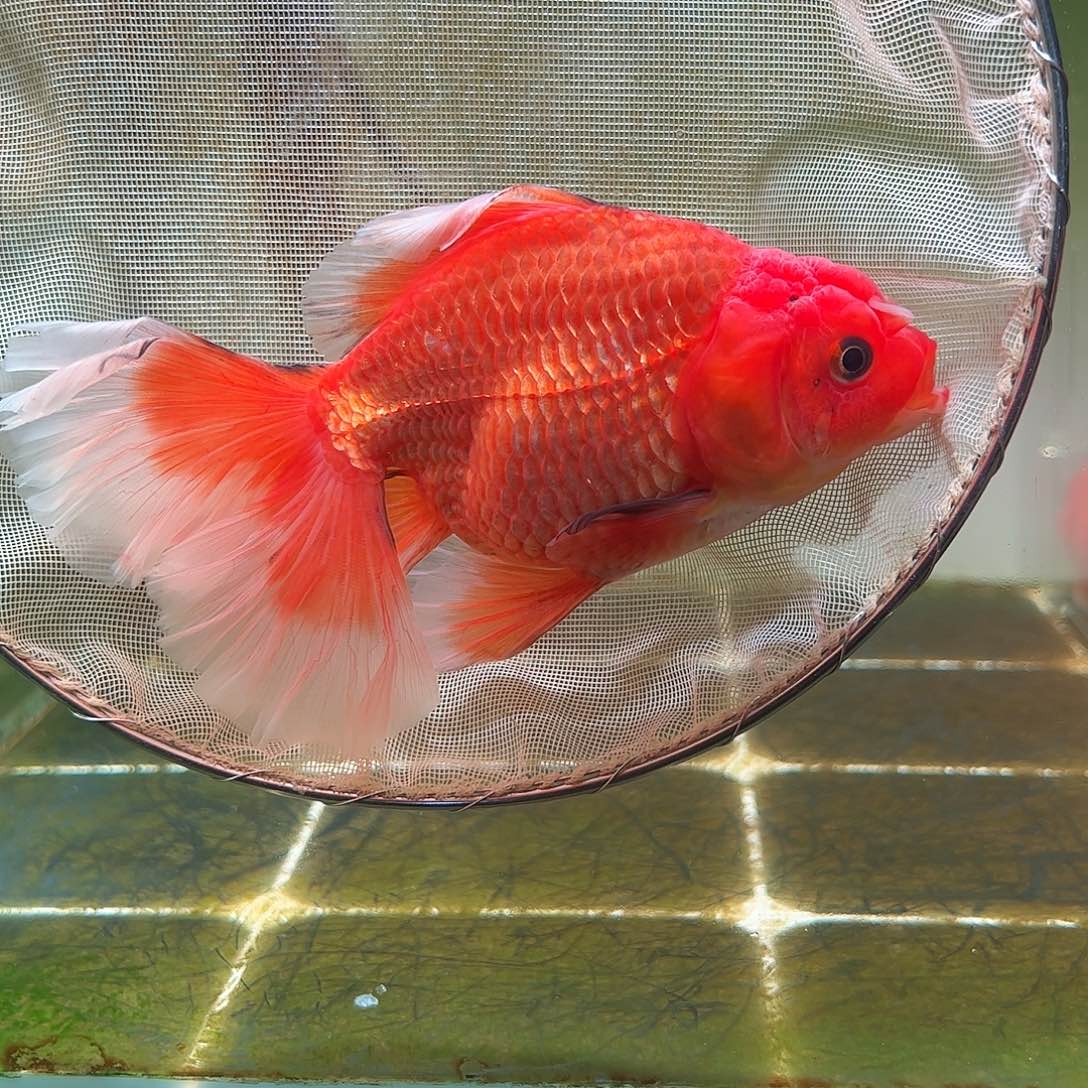 金鱼百褶泰狮亚成12