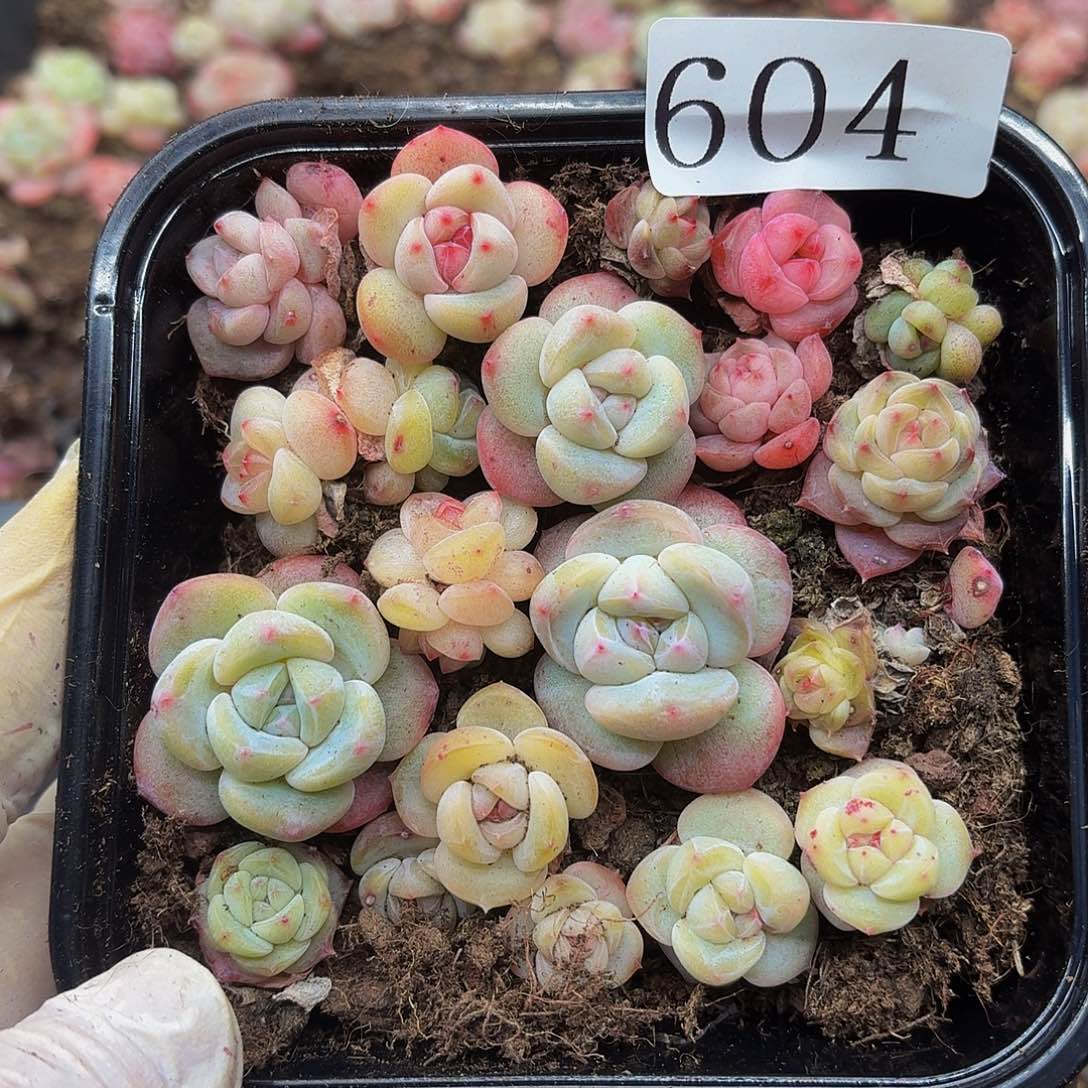 多肉植物多肉植物604