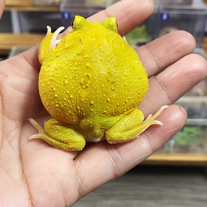 猪***高角蛙351号蛋黄角蛙