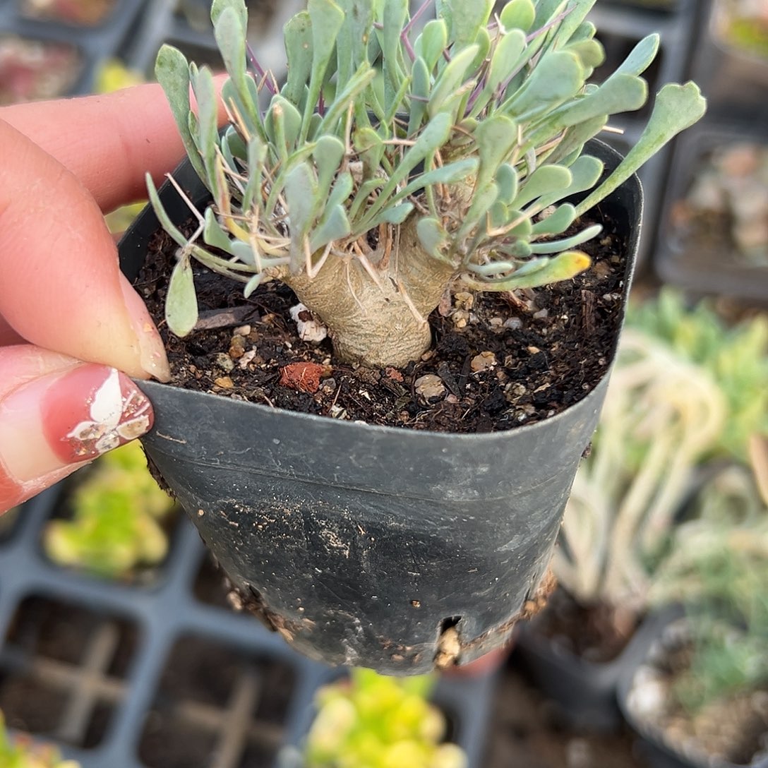 多肉植物魔鬼殿地块根