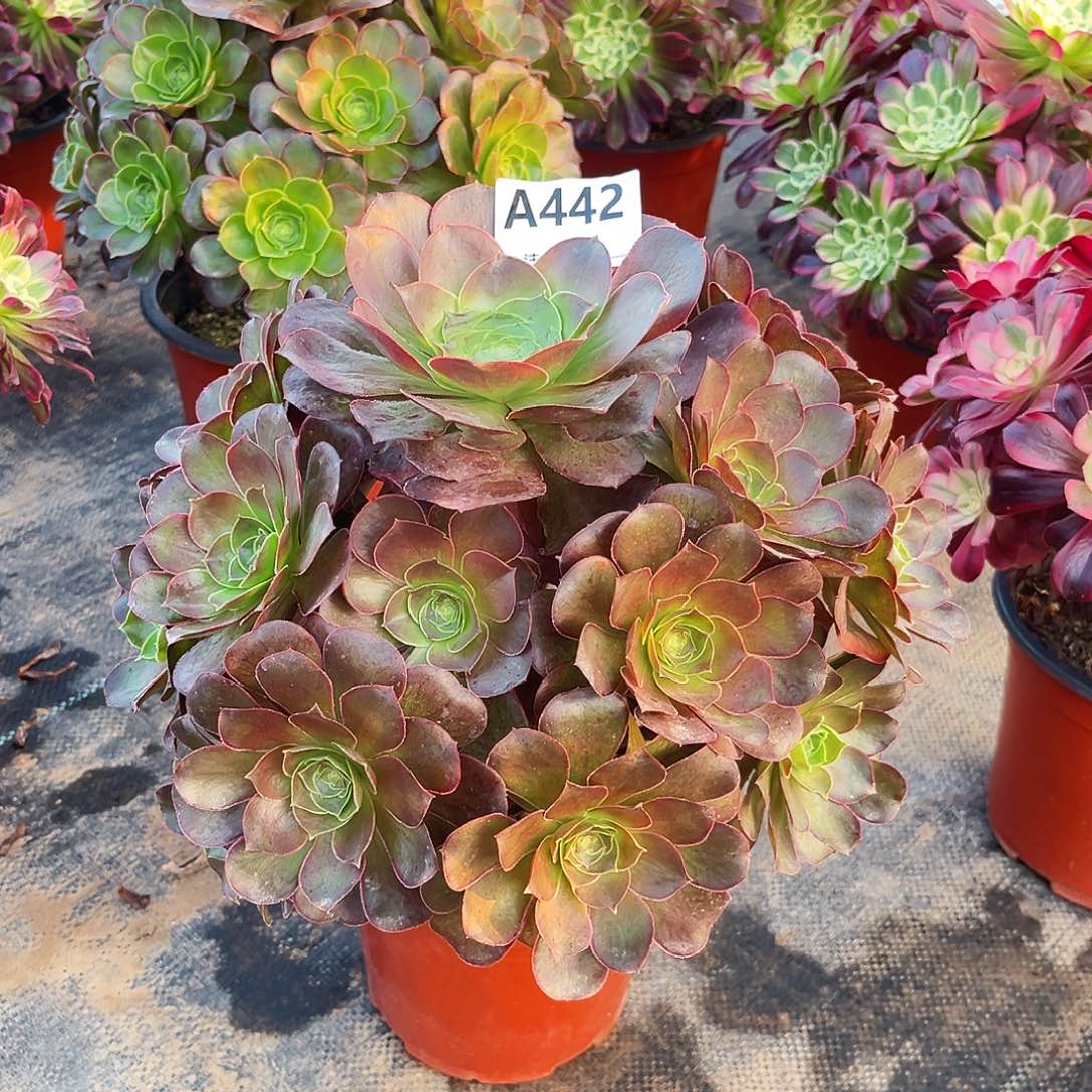 多肉植物媚金玫瑰442多肉