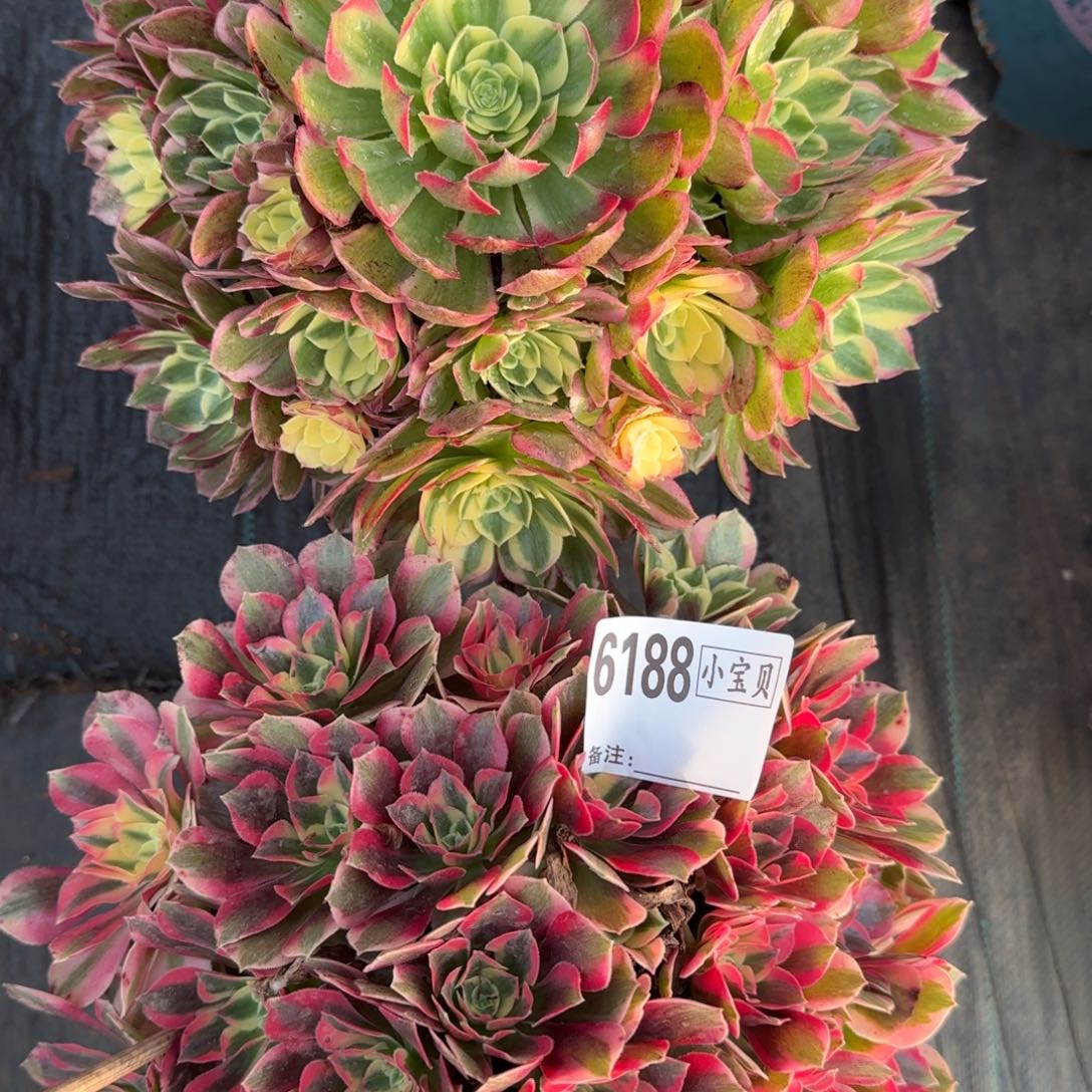 诗***制组合多肉6188多肉多肉