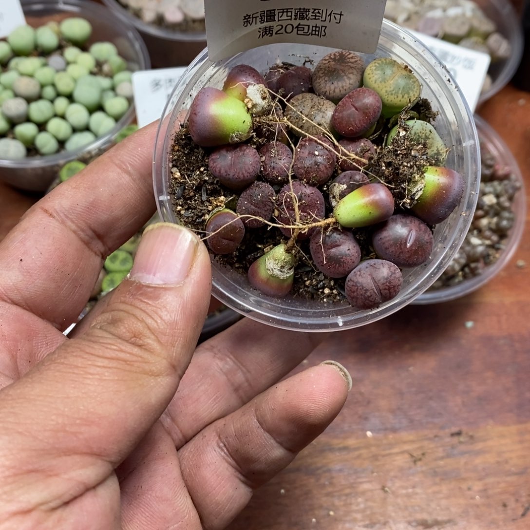 美***子多肉蛋炒饭，感谢您相伴507