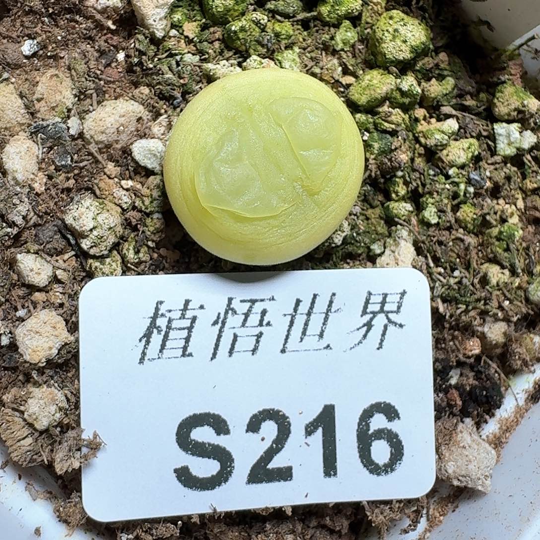 216号多肉植物哇c g