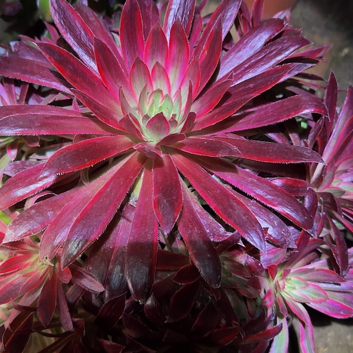 惊鸿仙子捧花开播福利