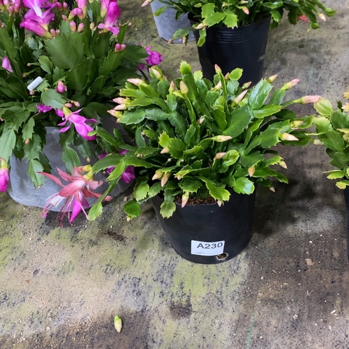 大部分花苞少量开放230盆栽红索