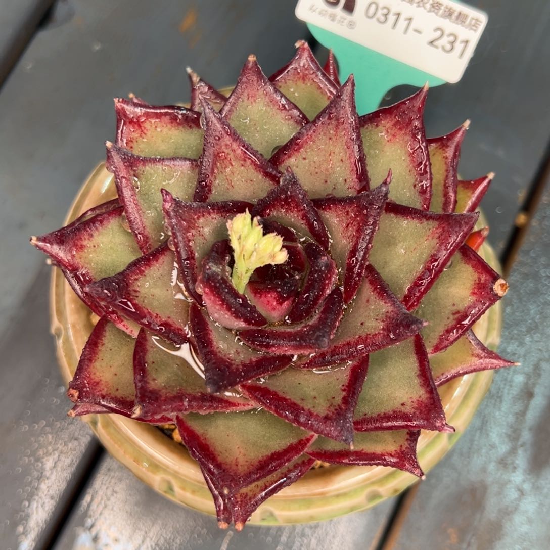 从前慢多肉精选编号0311.231