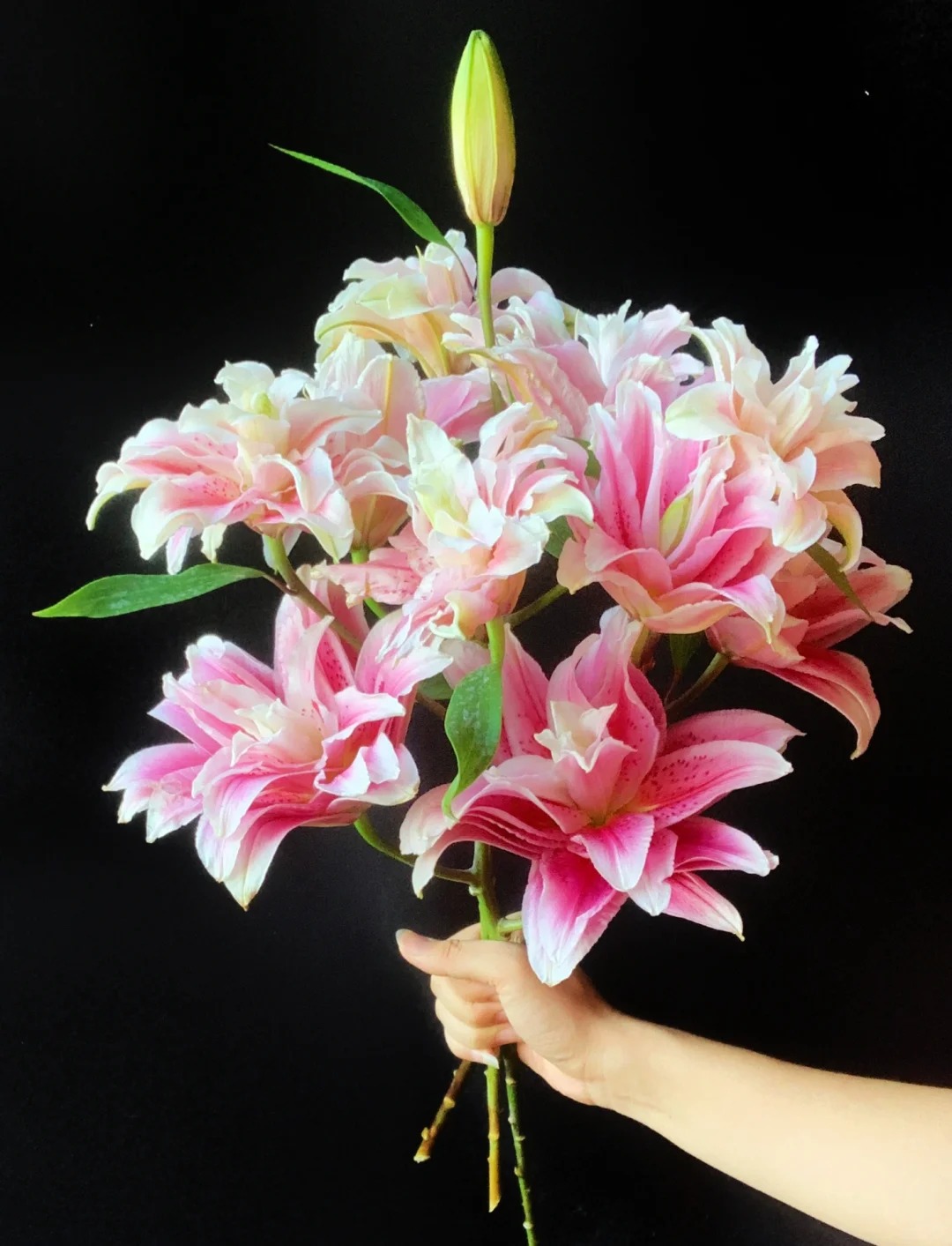 【有雲】重瓣百合-蝶舞红尘 任意两单包邮 发货后不支持退款