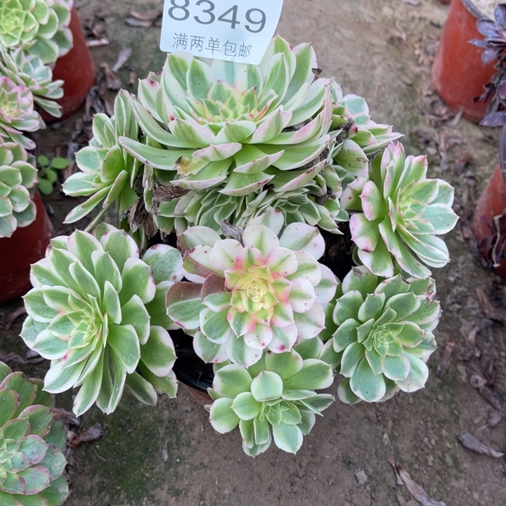 8349海王的人多大的