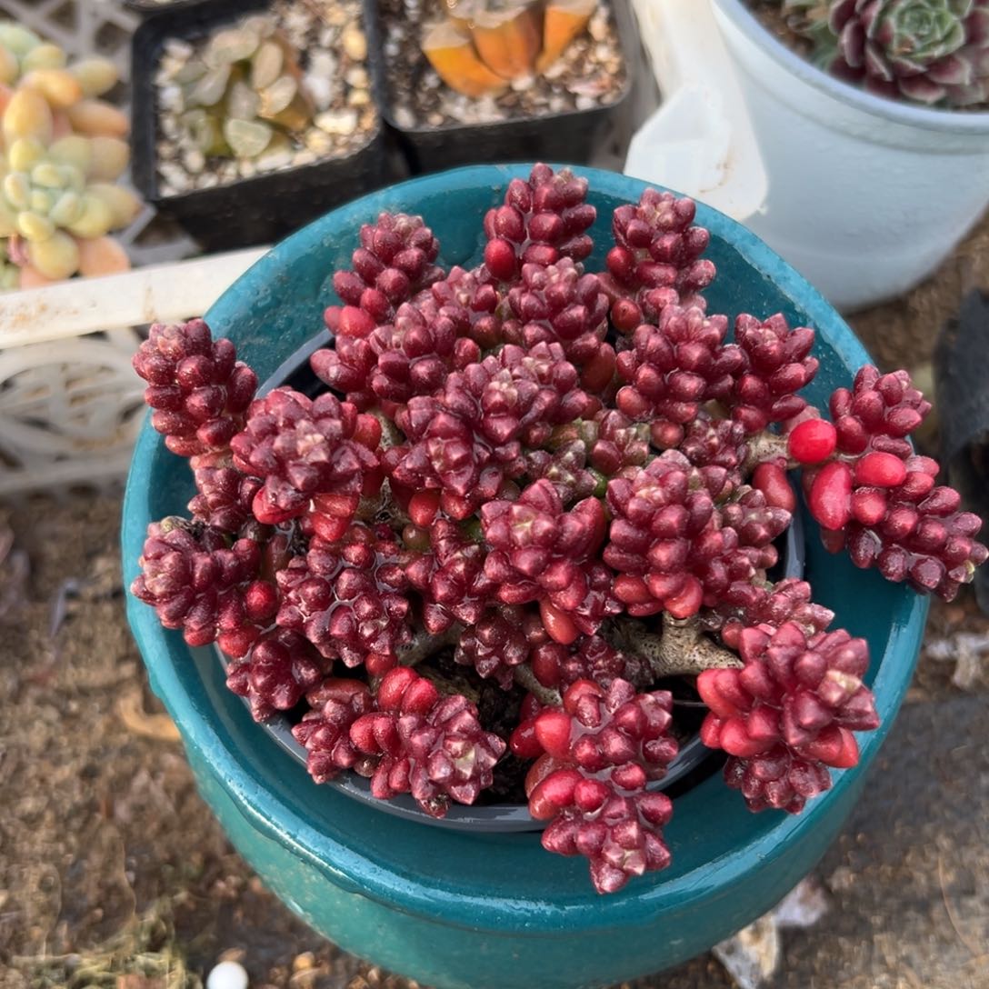 多肉植物红珊瑚群