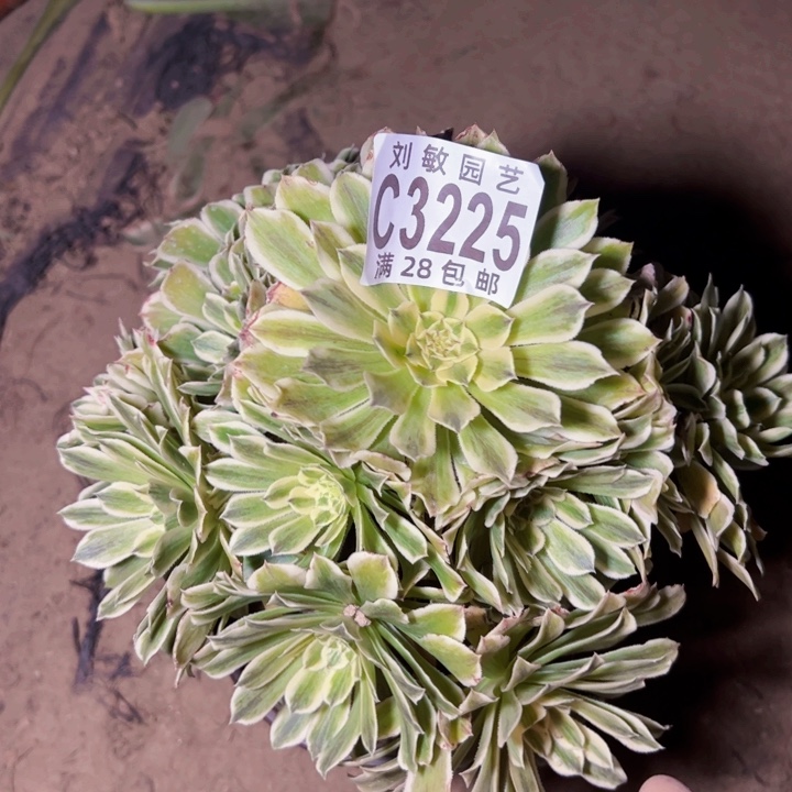 碧浪多肉植物法师法师3225