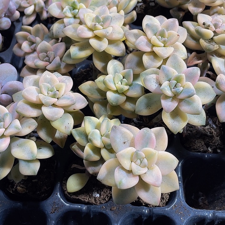 小美杏锦1元带土发过