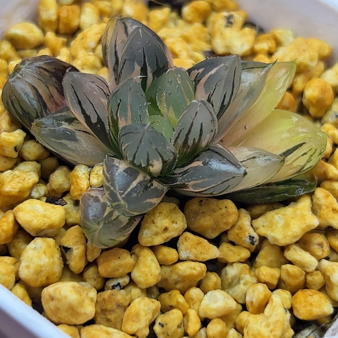 水晶锦十二卷多肉植物