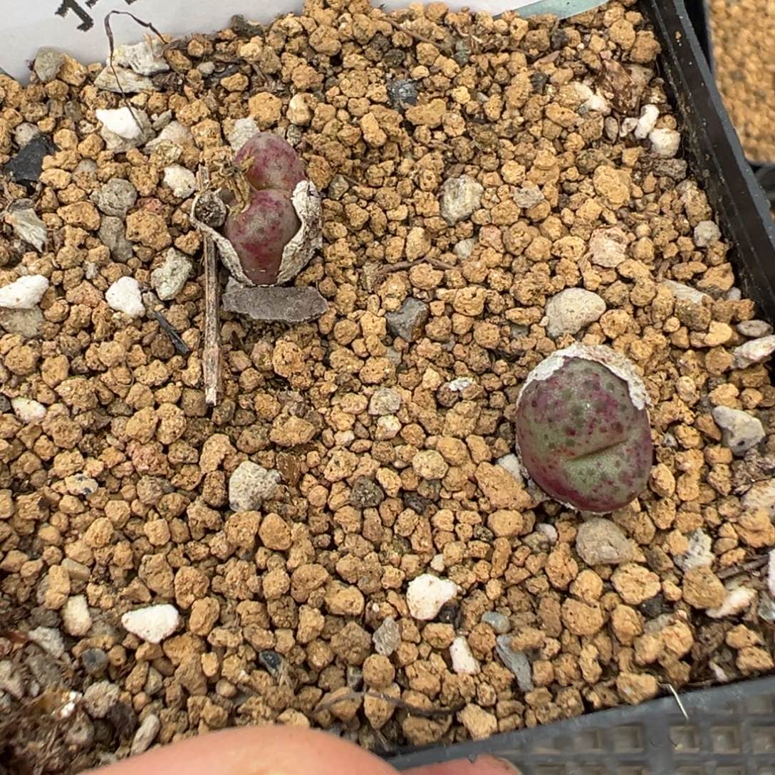 20-94鲁提辖多肉植物