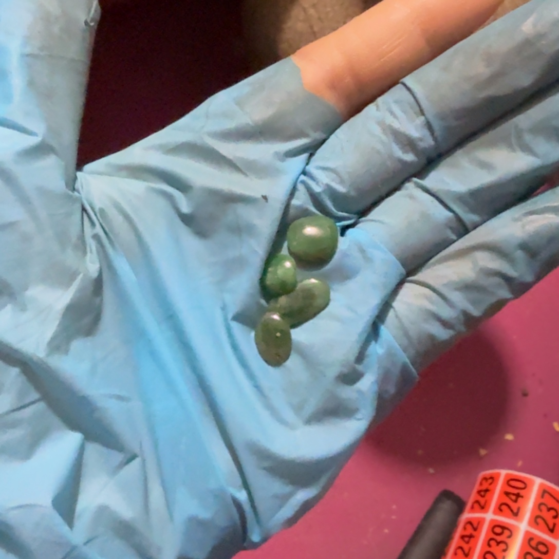 细***声杂色豆（科檀/科特迪瓦檀木）