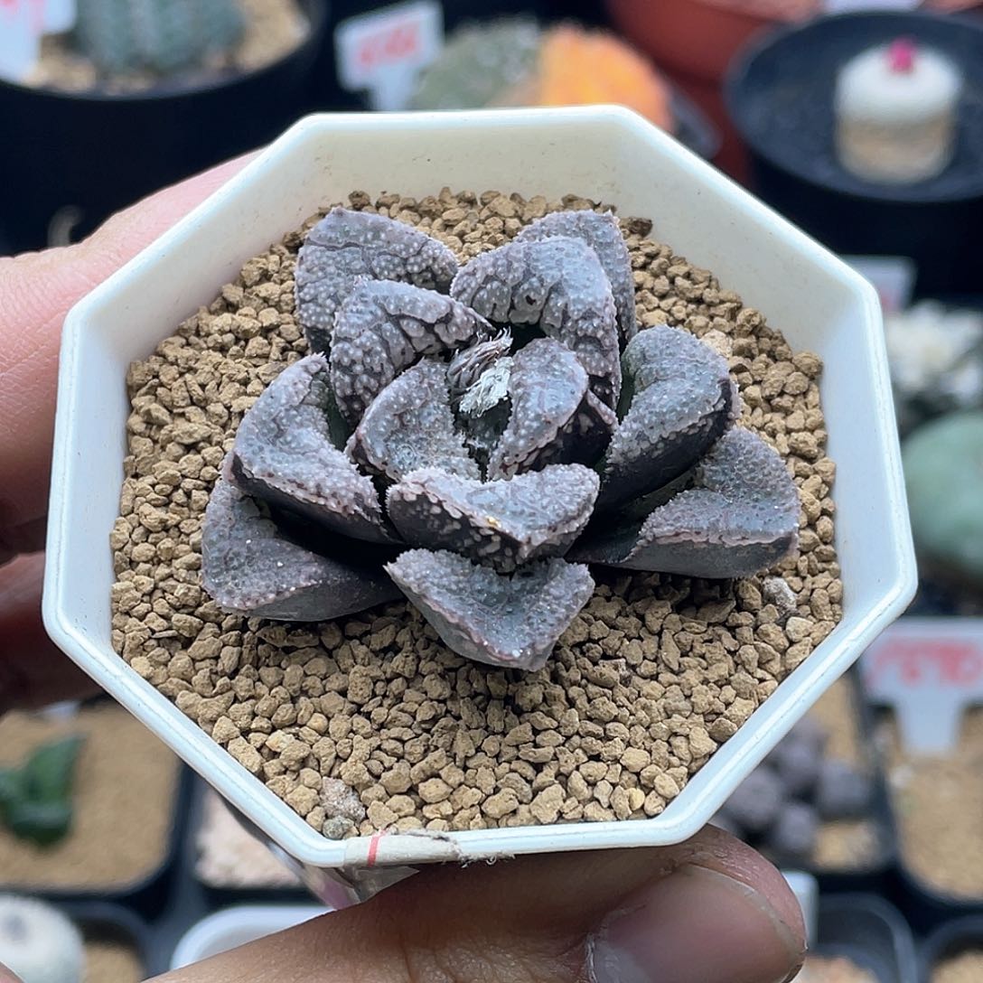 实生短叶魔多寿 致远多肉