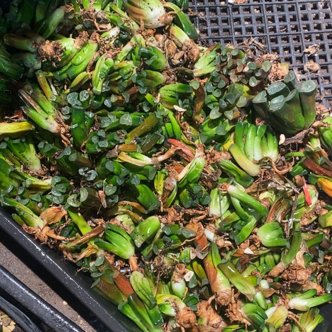 1726 一颗实生小万象 拍二发三 整点福利