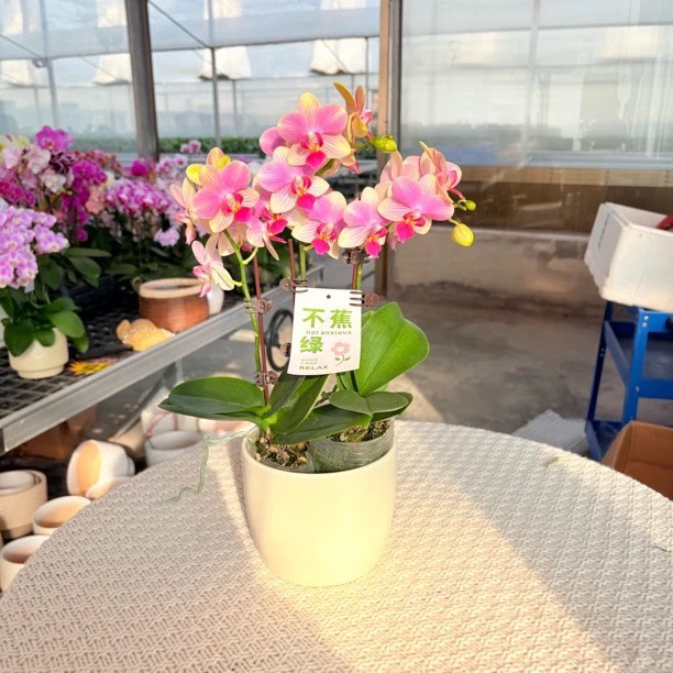 蝴蝶兰 《夏日》彩虹色系 蜡质花 耐开好养 室内花卉 基地直发