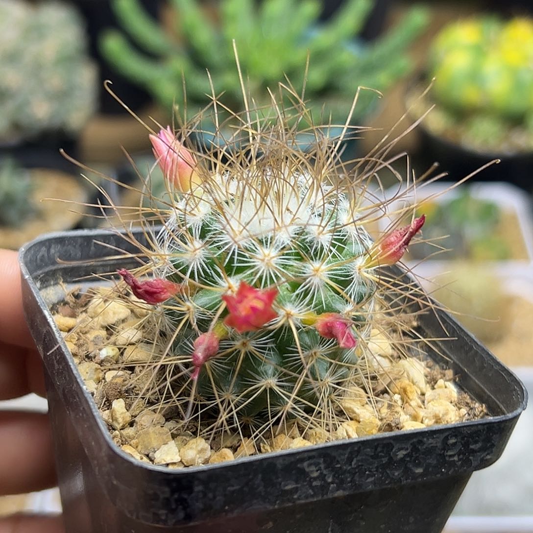 海泉实生球一颗一颗一颗