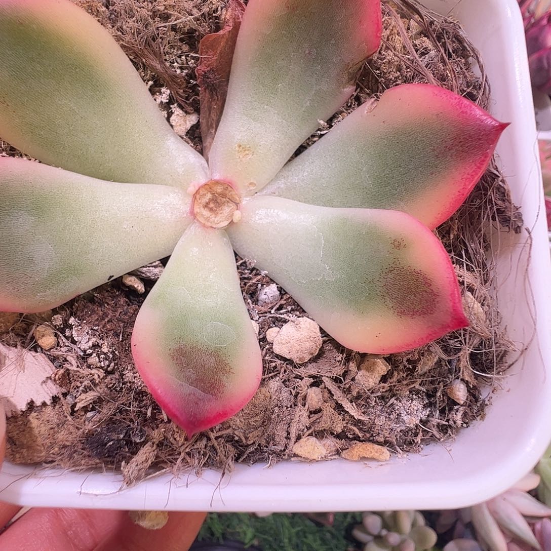用***2多肉植物多肉植物