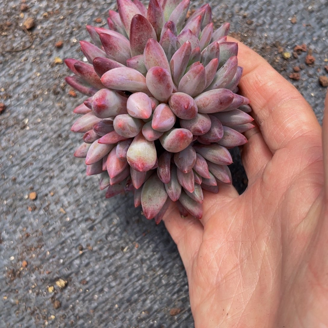 无花朵车厘子捧花老庄