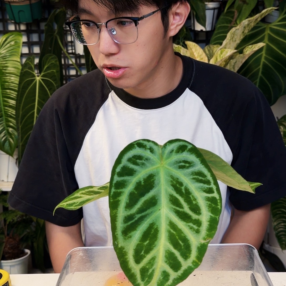 不开花植物S18  银刷子叶损