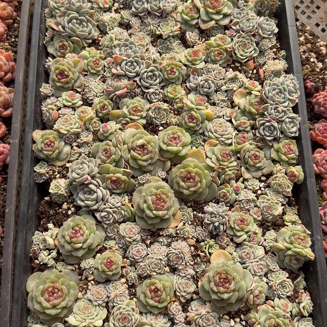 双拼33正方形多肉切糕（量拍）