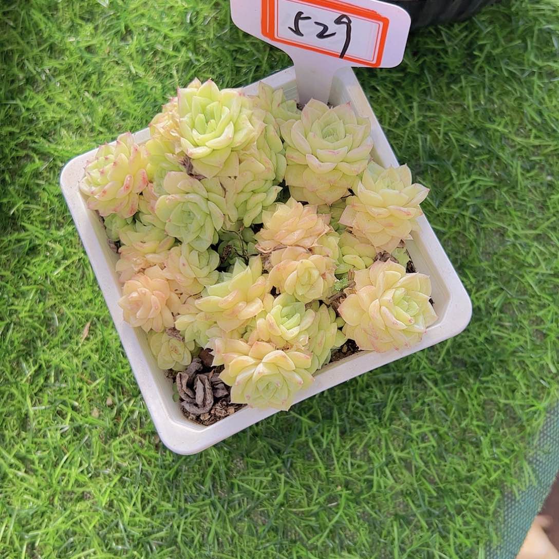 糯*529白天鹅38。。。