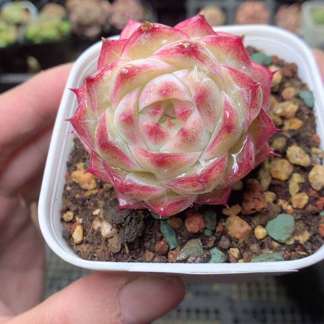 E143y y y y y g y g y