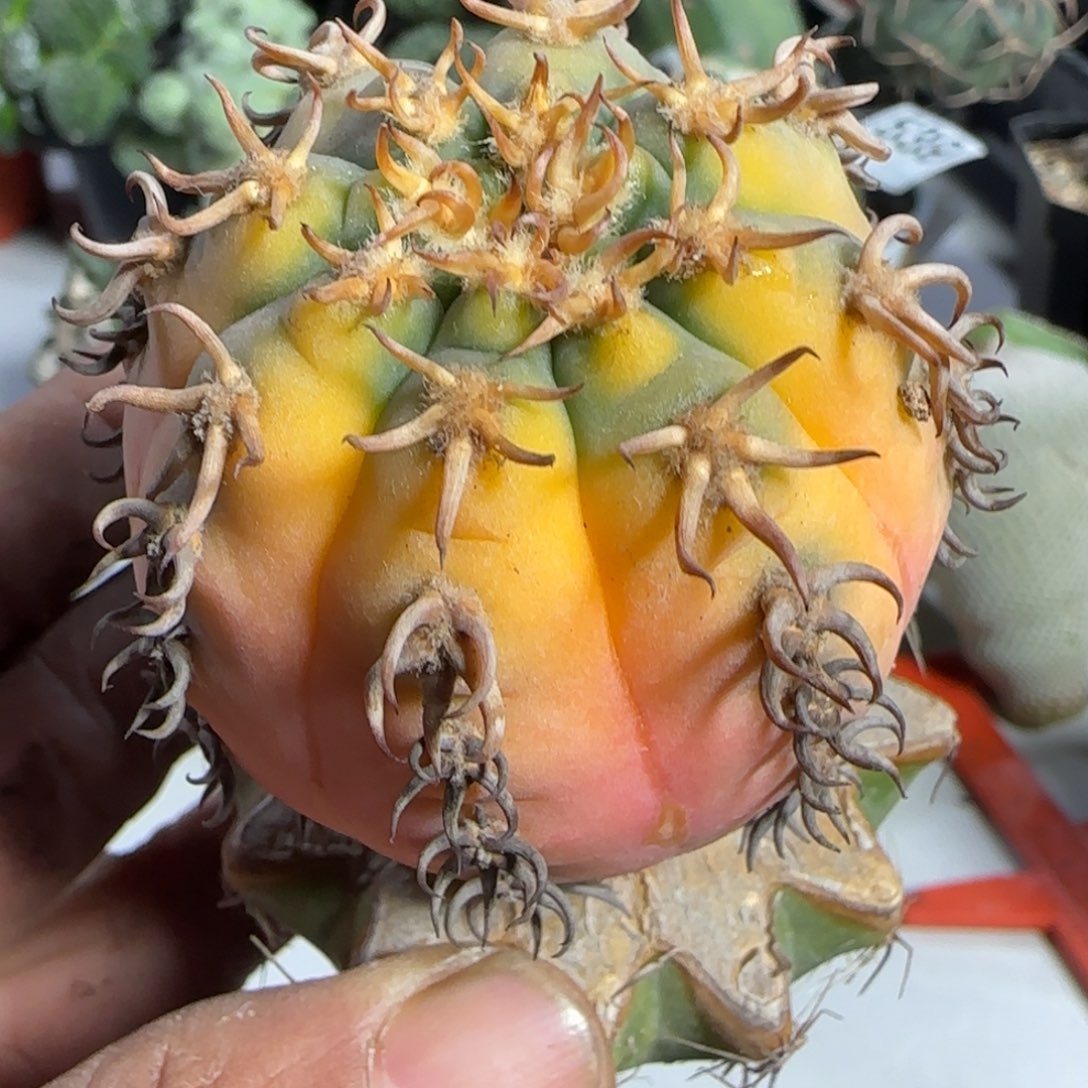 【闪购商品】猫爪锦549