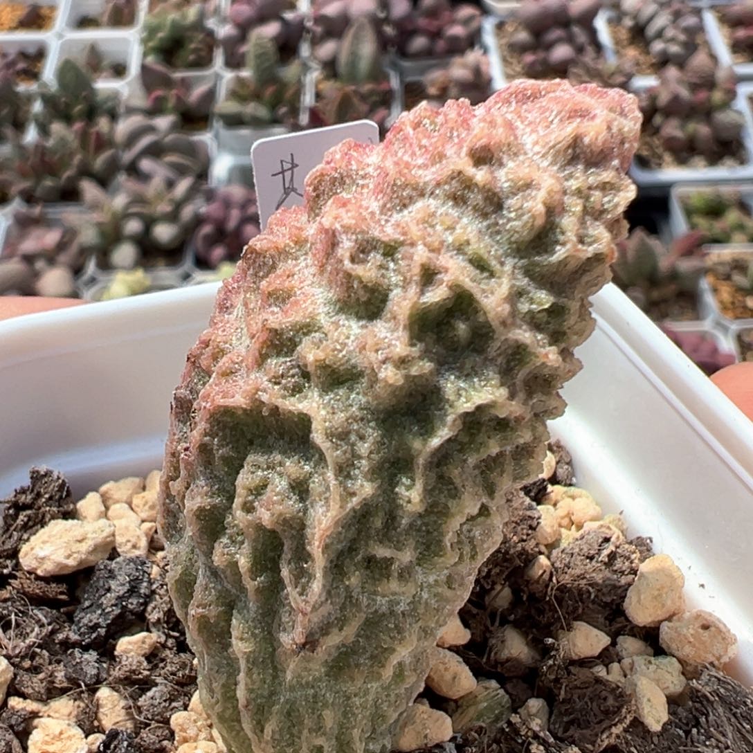 苍龙多肉植物水泡
