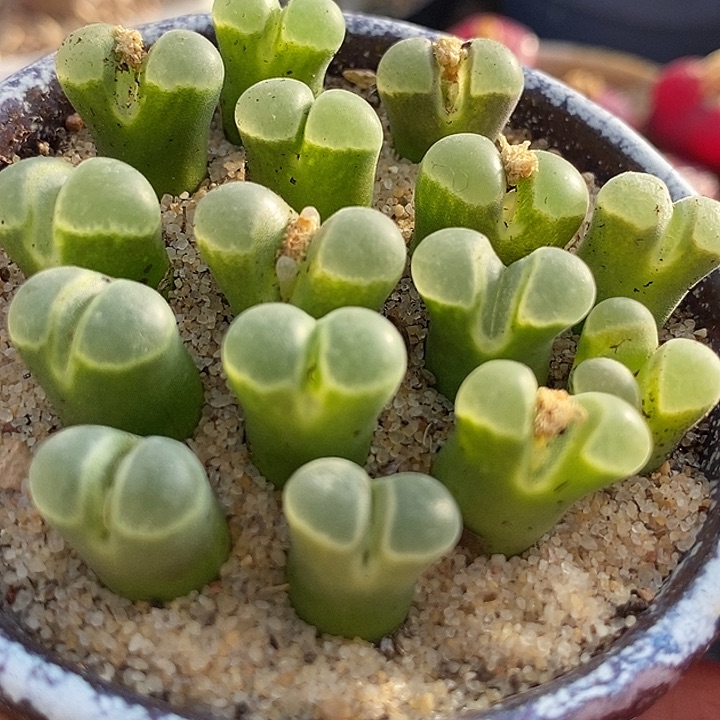 极窗风铃一颗pub1802